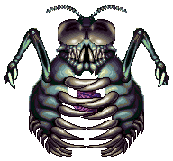 Coleoptera